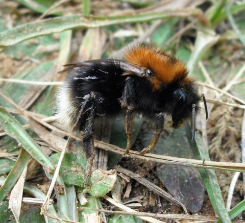 Bombus hypnorum